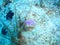 Flabellina nudibranch