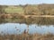 Flach lake or Flachsee in the natural protection zone Aargau Reuss river plain Naturschutzzone Aargauische Auen in der Reussebene