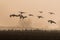 Flack of greylag geese flying over a field on a foggy day