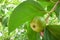 Flacourtia indica , Ramontchi tree have fruit Beautiful