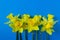 Flag of independence Ukraine. Freedom blue and yellow narcissus flowers below. Stop Putin. Stop war in Ukraine.