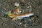 Flag-Tail Shrimp-Goby Amblyeleotris yanoi