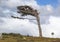 Flag tree in Tierra del Fuego, Patagonia, Argentina