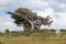 Flag tree in Tierra del Fuego, Patagonia, Argentina