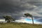 Flag trees in Patagonia, Argentina