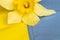 The flag of Ukraine is yellow-blue and yellow narcissus flowers, peace in Ukraine, stop the war