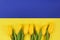 Flag of Ukraine with yellow tulips flower stock images