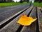 Flagpole park bench fallen leaves