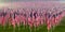 Flags in the Healing Fields for 9/11