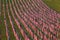 Flags in the Healing Fields for 9/11