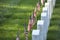 Flags of Memorial Day before tombstones at Arlington National Cemetery