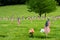 Flags at Willamette National Cemetery