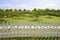 Flagstone path in fenced hillside orchard on sunny spring day