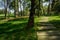 Flagstone path in shaded lawn on sunny spring day