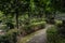 Flagstone pavement in verdant woods