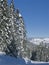 Flaine - Snowy trees and blue skies