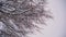 Flakes of snow slow falling down winter landscape. Tree branches on the snowfall. wide footage