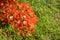 Flam-boyant, The Flame Tree, Royal Poinciana