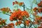 Flam-boyant tree,  orange-red flowering  tropical tree