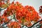Flam-boyant tree,  orange-red flowering  tropical tree