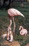 FLAMANT ROSE phoenicopterus ruber roseus