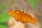 Flambeau Butterfly dryas iulia in Cuba