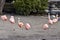 Flamboyance of Chilean Flamingos