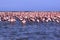 A Flamboyance of Flamingoes in Swakopmund, Namibia