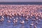 A Flamboyance of Flamingoes in Swakopmund, Namibia