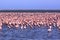 A Flamboyance of Flamingoes in Swakopmund, Namibia