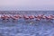 A Flamboyance of Flamingoes in Swakopmund, Namibia