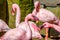 Flamboyance of Flamingos