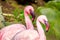 Flamboyance of Flamingos