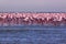 Flamboyance of Flamingos living on the coast of Swakopmund Namibia