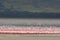 Flamboyance of Lesser Flamingos Phoeniconaias minor against the backdrop of Lake Magadi inside of Ngorongoro Crater, Tanzania