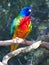 Flamboyant Beautiful Scarlet-Chested Parrot with Vivid Rainbow Coloured Feathers.