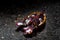 Flamboyant Cuttlefish on Black Sand