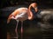 The Flamboyant Display of the Flamingo in Lagoon