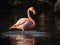 The Flamboyant Display of the Flamingo in Lagoon