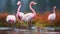 Flamboyant Flamingos: A Nature Study In The Style Of John Wilhelm