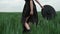 Flamboyant Girl In Black Dress Goes By The Field.