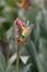 Flamboyant parrot tulip Tulipa Rasta Parrot, budding yellow, red and purple flower