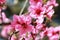 Flamboyant peach blossoms