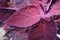 flamboyant purple leaves