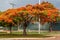 Flamboyant Tree Brasilia