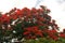 FLAMBOYANT TREE COVERED IN RED FLOWERS