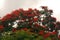 FLAMBOYANT TREE FLOWERING IN SUMMER