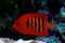 Flame Angelfish - Centropyge loricula