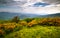 Flame Azalea Blooms Blue Ridge Mountains