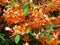 Flame Azalea Bush